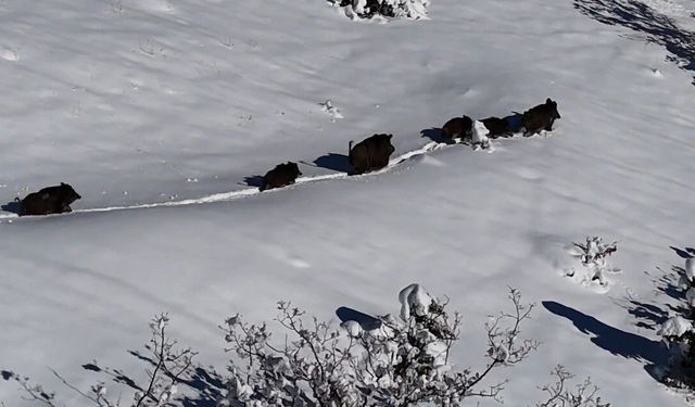 Karlı arazide ilerleyen domuz sürüsü havadan görüntülendi