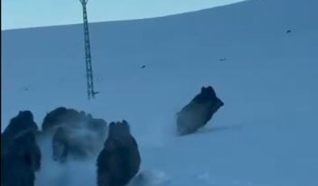 Karlı köy yolundaki domuz sürüsü kamerada