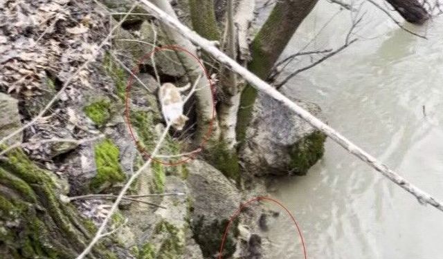 Kedi ile su samurunun saklambaç oyunu kameraya yansıdı