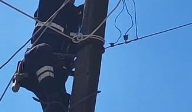 Köpeklerden korkup elektrik direğine çıkan kedi kurtarıldı
