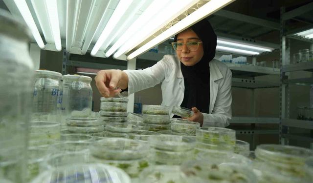 Kuraklığa dayanıklı domatesler geliştiriliyor