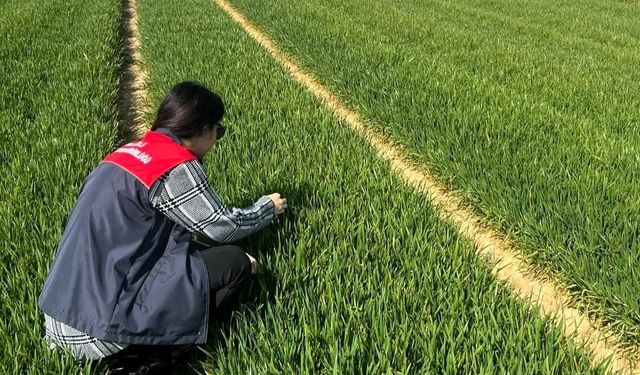 Lüleburgaz ve Pehlivanköy'de hububat tarlaları mercek altında