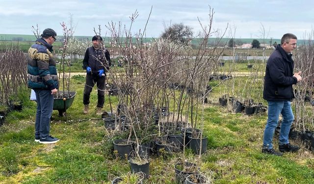 Lüleburgaz'da fidan satış noktalarına denetim