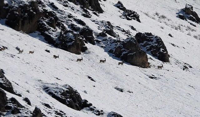 Munzur Dağları'nda yaban keçileri karlı zirvelerde görüntülendi