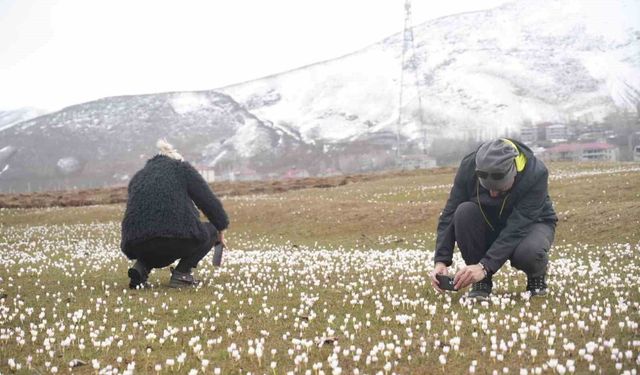 Muş Ovası'nda çiğdemler yeniden yüzünü gösterdi