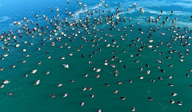Nazik Gölü'nde ördekler görsel şölen oluşturdu