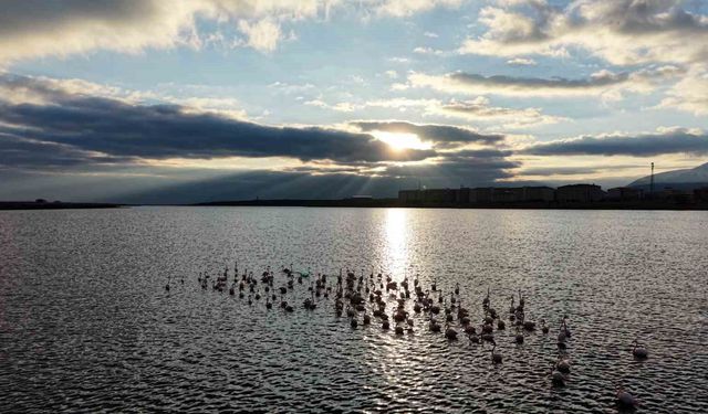 Niğde'deki Akkaya Barajı'nda flamingo şöleni başladı