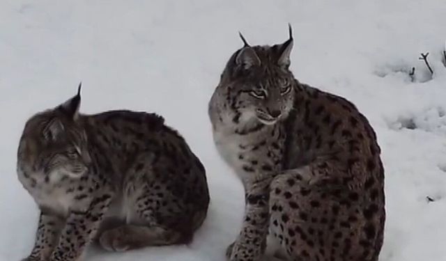 'Ormanın hayaleti' vaşak ailesi Refahiye'de havadan görüntülendi