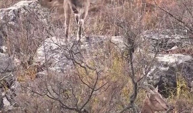 Sivas'taki vahşi yaşam, Milli Parklar kamerasına yansıdı