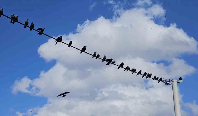 Tatvan'da sıralanan kuşlardan güzel görüntüler