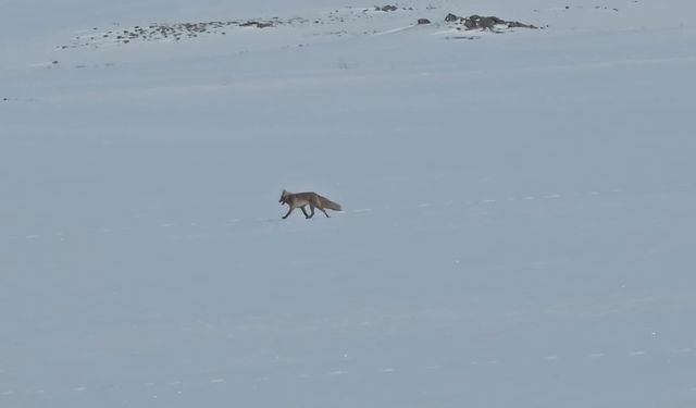 Tilkiler yol kenarında yiyecek aradı