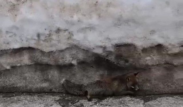 Uludağ'da tilkiye çarpan otomobil sürücüsü yaralı halde bırakıp kaçtı