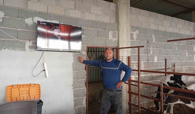 Adanalı üreticiden süt verimi için ilginç yöntem