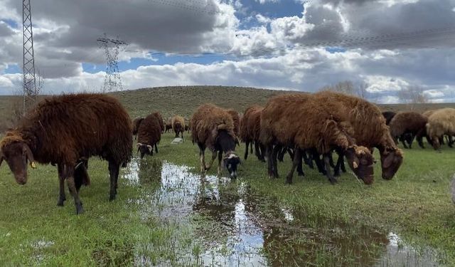 Ağrı'da 120 bin lira maaşa rağmen çoban bulunamıyor