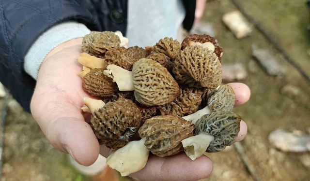 Antalyalı ziraat mühendisi serada kuzugöbeği mantarı üretimine başladı