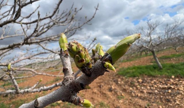 Antep fıstığının sürgün gelişiminde karagöz kurdu ve kabuklu bit riski