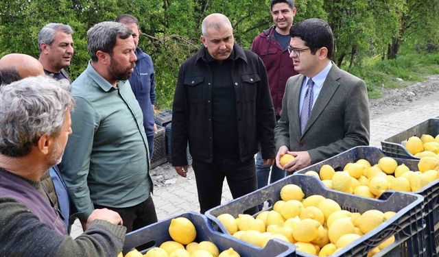 Arsuz'da limon hasadı başladı