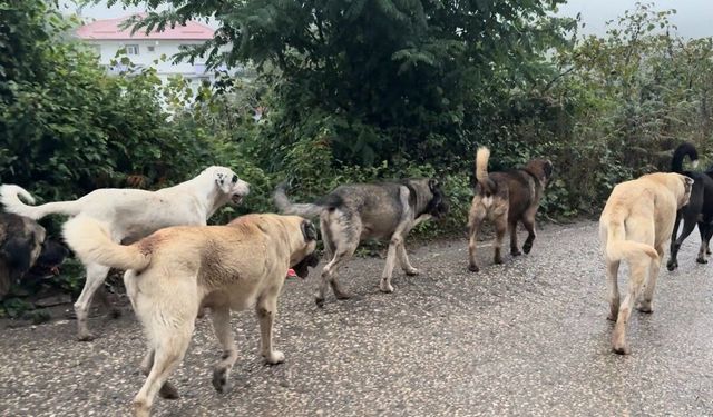 Aybastı'da başıboş köpekler vatandaşları tedirgin ediyor