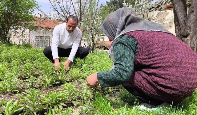 Babasından miras kalan akzambaklara gözü gibi bakıyor