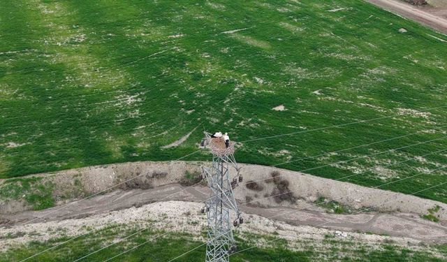 Baharın müjdecisi leylekler Elazığ'ı renklendiriyor