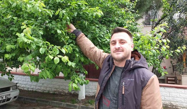 Balıkesir'de ilk erik hasadı yapıldı