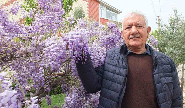 Balıkesir'de mor salkım güzelliği başladı