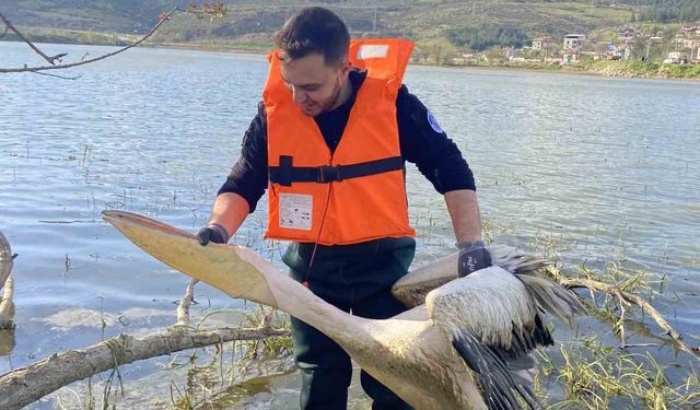 Barajda mahsur kalan pelikan böyle kurtarıldı