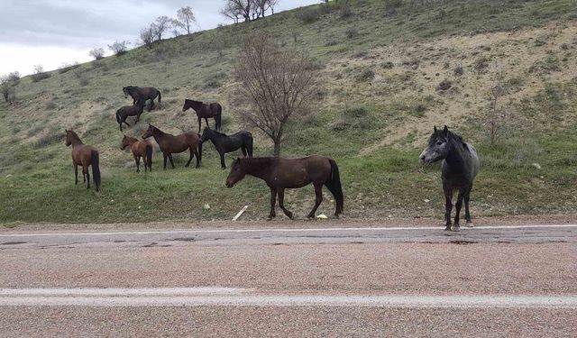 Beypazarı'nda yılkı atları görüntülendi