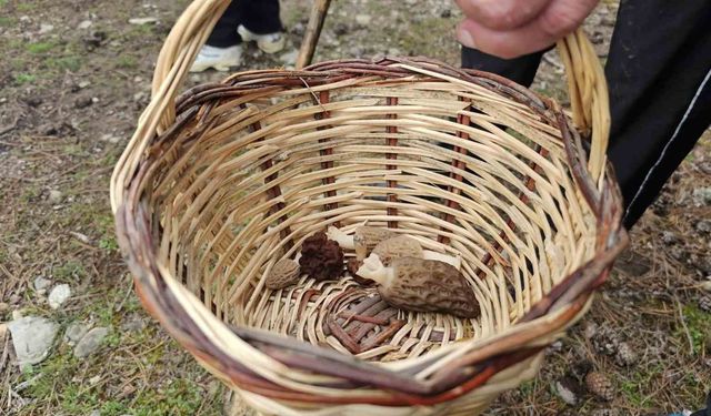 Beyşehir'de doğa tutkunları hem yürüyüş hem de kuzugöbeği için buluştu