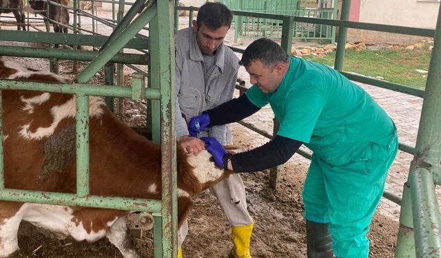 Beyşehir'de hayvan sağlığını koruma çalışmaları