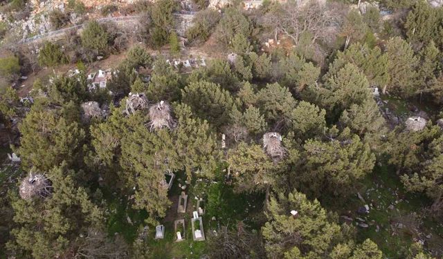 Beyşehir'de yuvalar şenlendi, leylekler vadisi canlandı