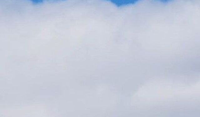 Bingöl'de yuvasında görüntülenen kızıl tilki mest etti