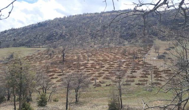Bozkır'da 13 dönümlük alanda dev ağaçlandırma projesi
