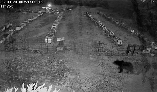 Bursa'da arı kovanlarına ayı saldırısı