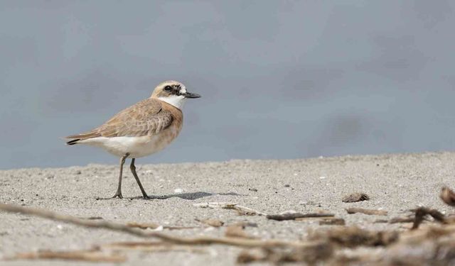 Çanakkale için yeni kuş türü: Büyük Cılıbıt