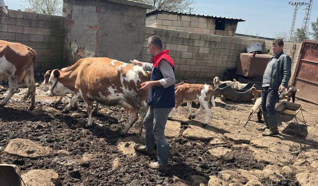 Cizre'de hayvan sağlığı için yoğun mesai