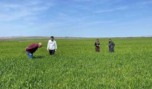 Cizre'de tarlalarda 'süne' mesaisi