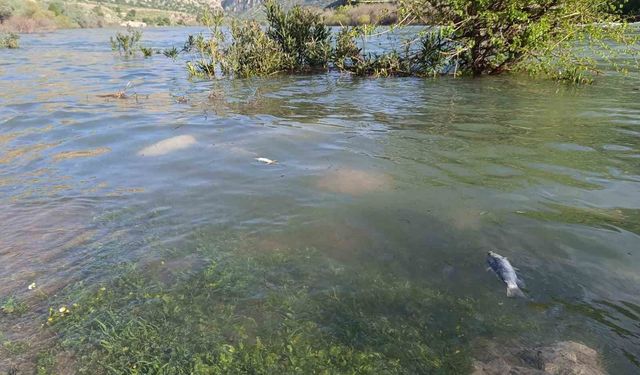Dicle Nehri'nde balık ölümleri tedirgin etti