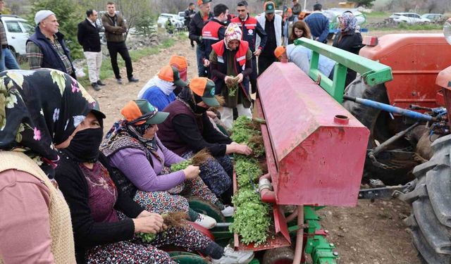 Dinar'da 'Kekik Yetiştiriciliği Projesi' devam ediyor