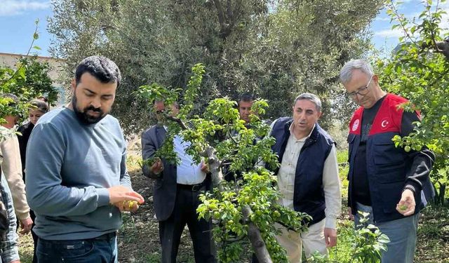 Dolu afeti sonrası hasar tespit çalışmalarına başlandı