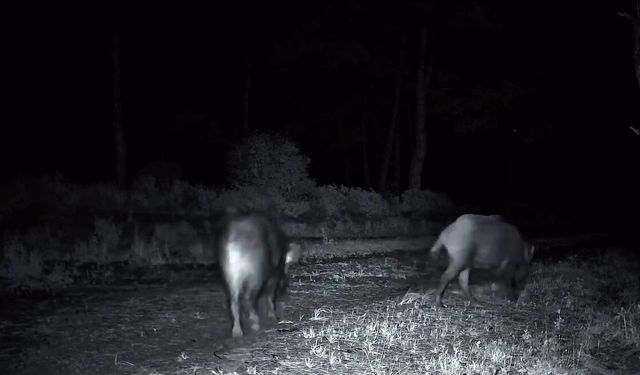 Domuz sürüsü fotokapana yakalandı