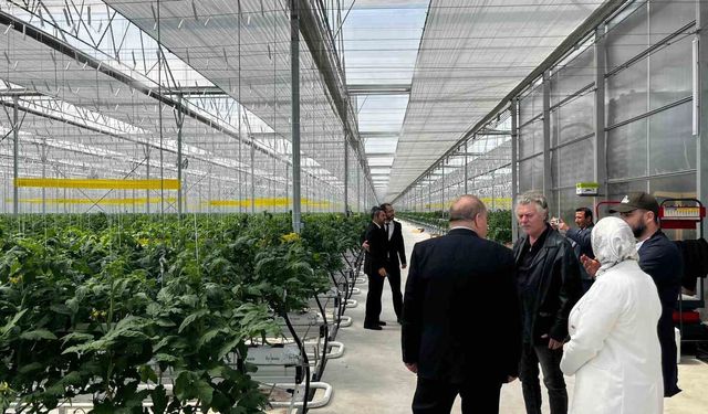 Düzce'den Seracılık İhtisas Organize Tarım Bölgesi'nde inceleme