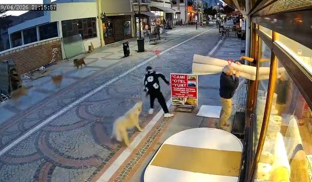 Edirne'de başıboş köpek saldırısı: 19 yaşındaki genç yaralandı