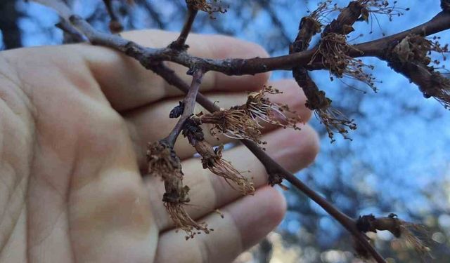Erzincan'da soğuk şok: Kayısı çiçekleri karardı