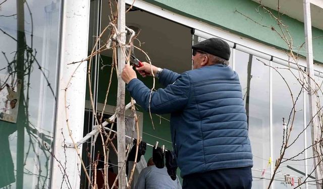 Geçen yıl don vurmuştu, Yozgatlı üzüm üreticisi bu yıl umutlu