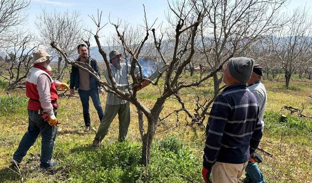 Geçtiğimiz yıl yaşanan zirai donun etkisi ağaçlarda sürüyor