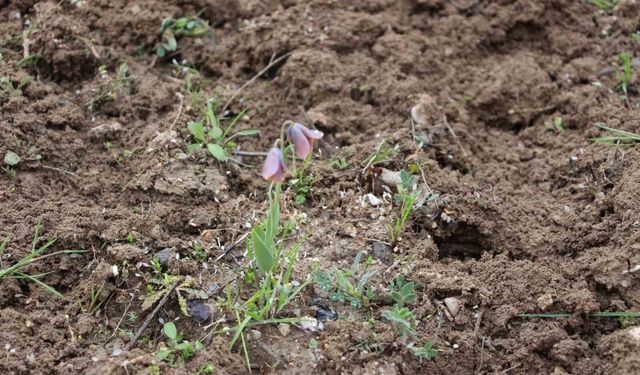 Gediz MYO kampüsünde sürpriz 'Ters Lale'
