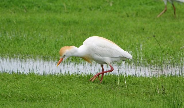 Göçmen kuşlar Muş Ovası'nı süsledi