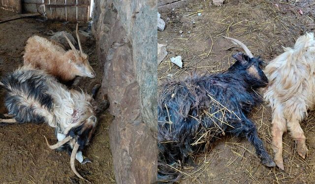 Hakkari'de kurt saldırısı, çok sayıda hayvan telef oldu