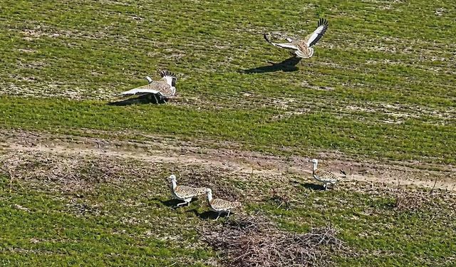 Havaların ısınmasıyla Muş'a toy kuşları gelmeye başladı